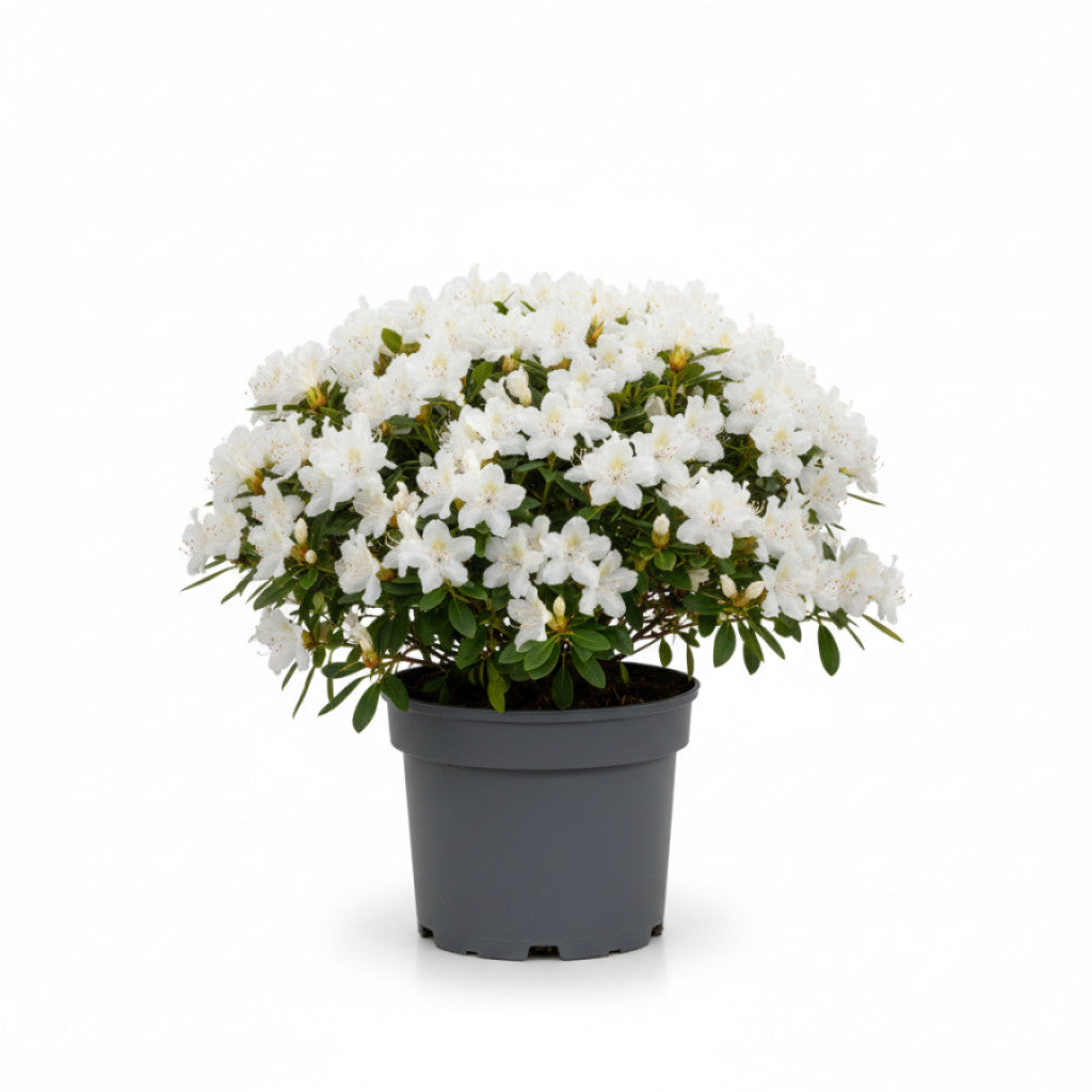 Rhododendron – Rhododendron &