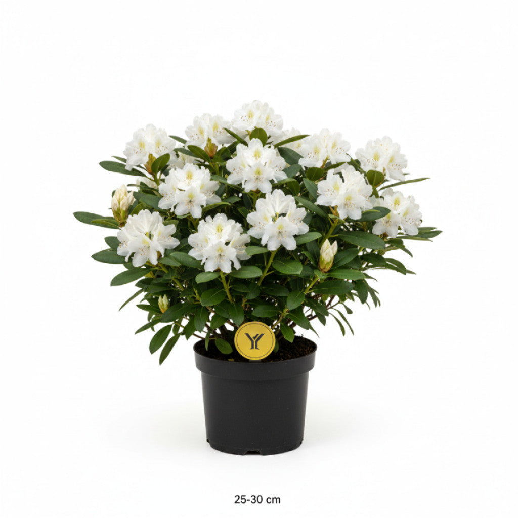 Rhododendron – Rhododendron (Y); &