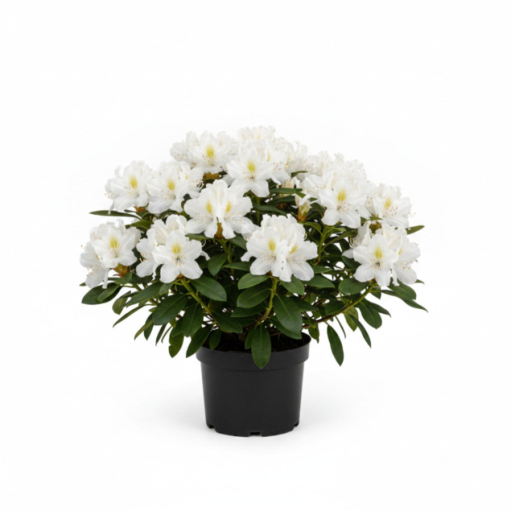 Rhododendron – Rhododendron (Y); &
