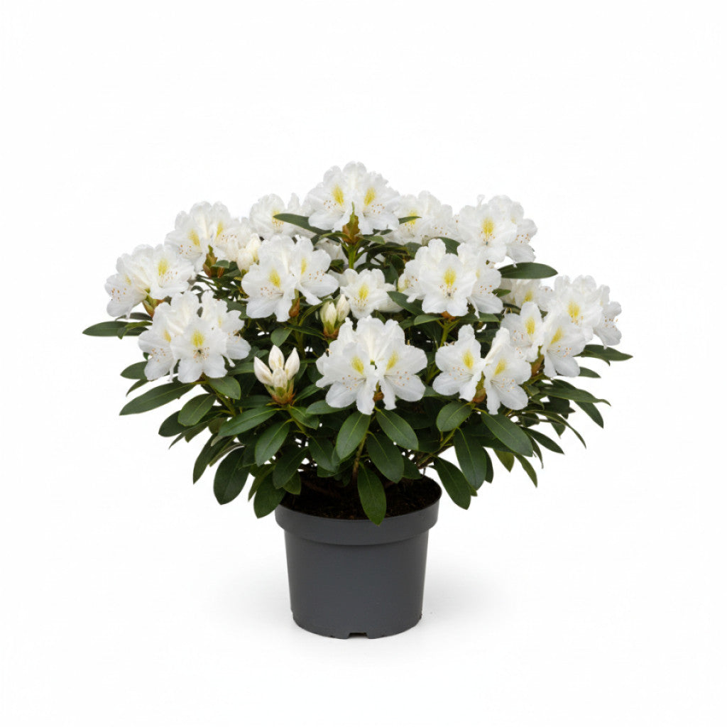 Rhododendron – Rhododendron (Y); &