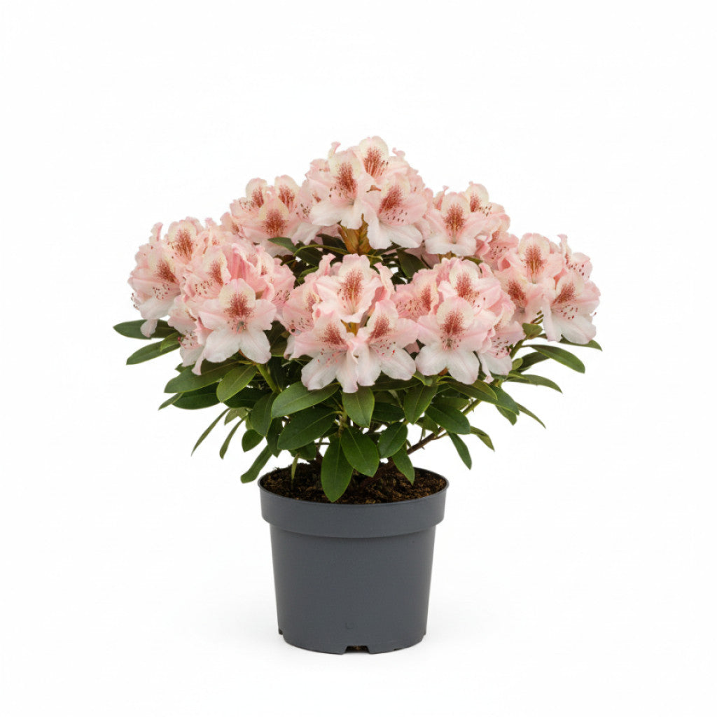Rhododendron – Rhododendron &