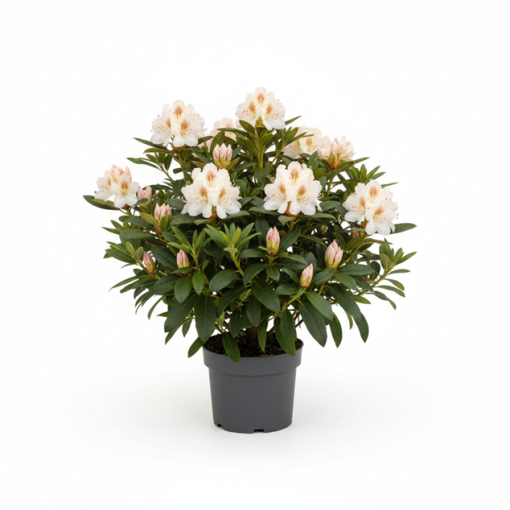 Rhododendron – Rhododendron &