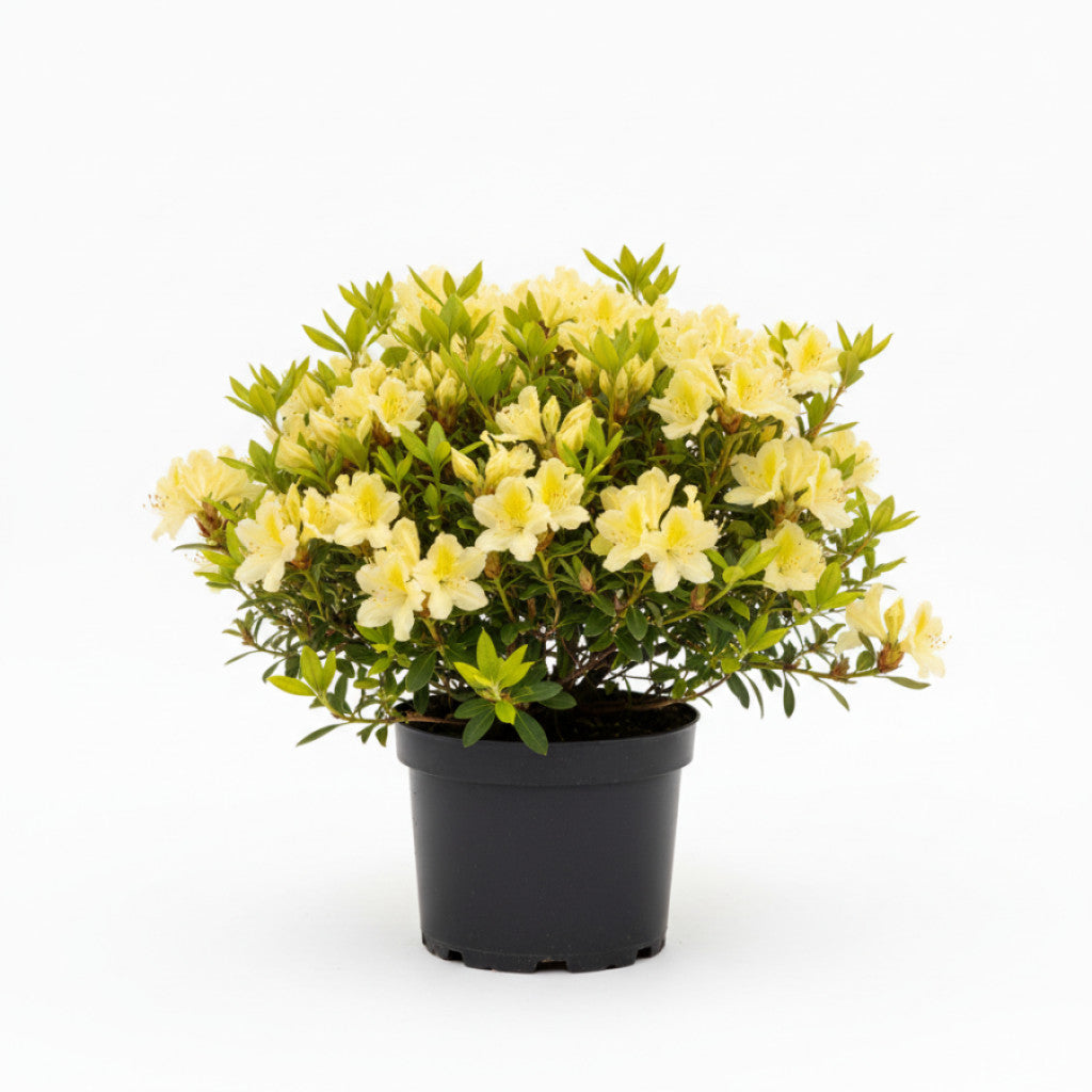 Rhododendron – Rhododendron &