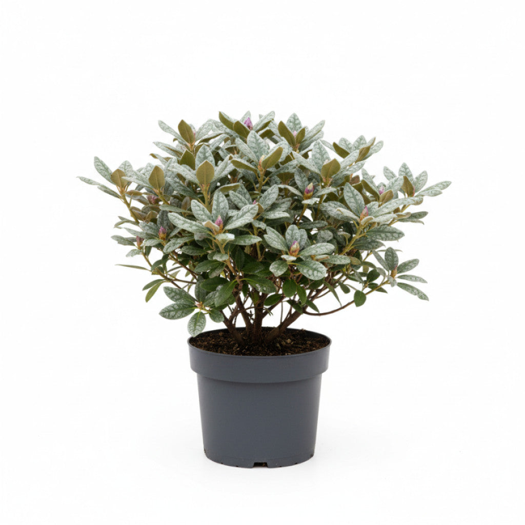 Rhododendron – Rhododendron &