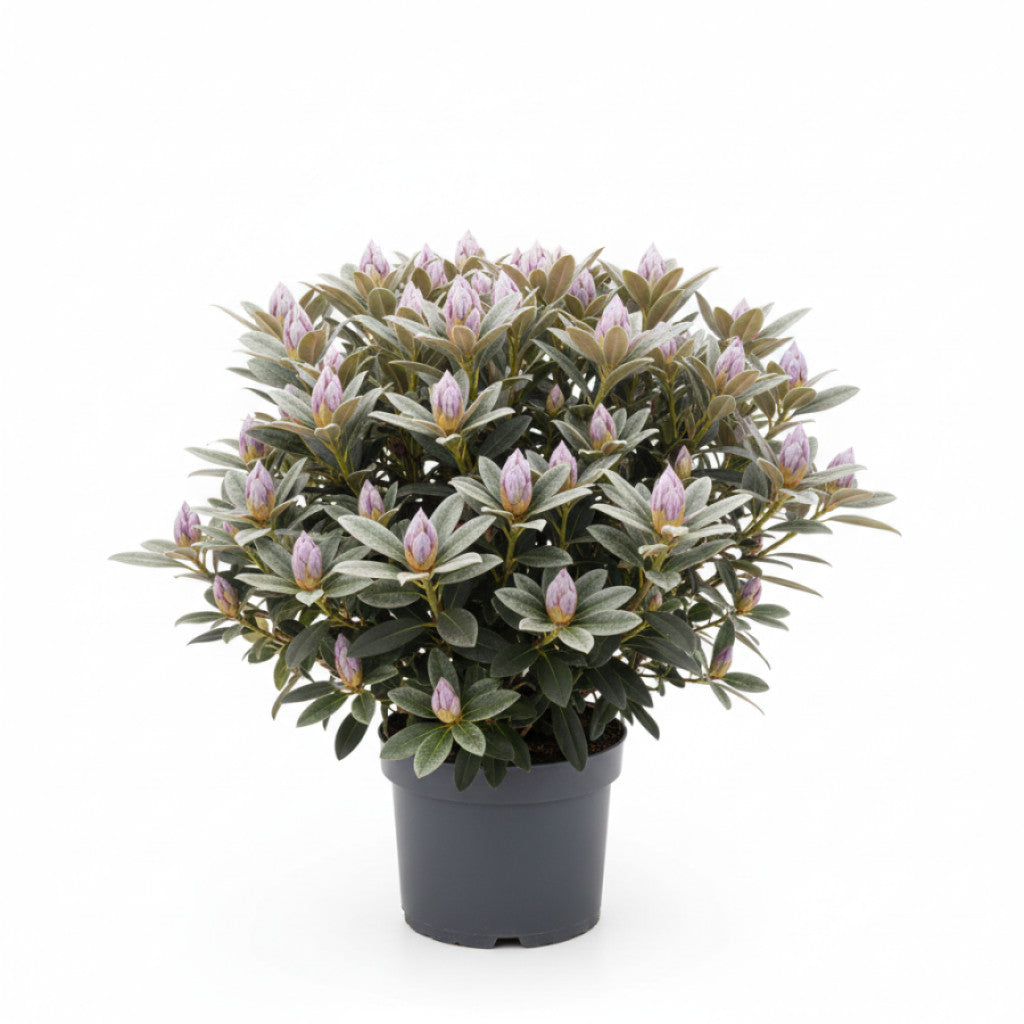 Rhododendron – Rhododendron &