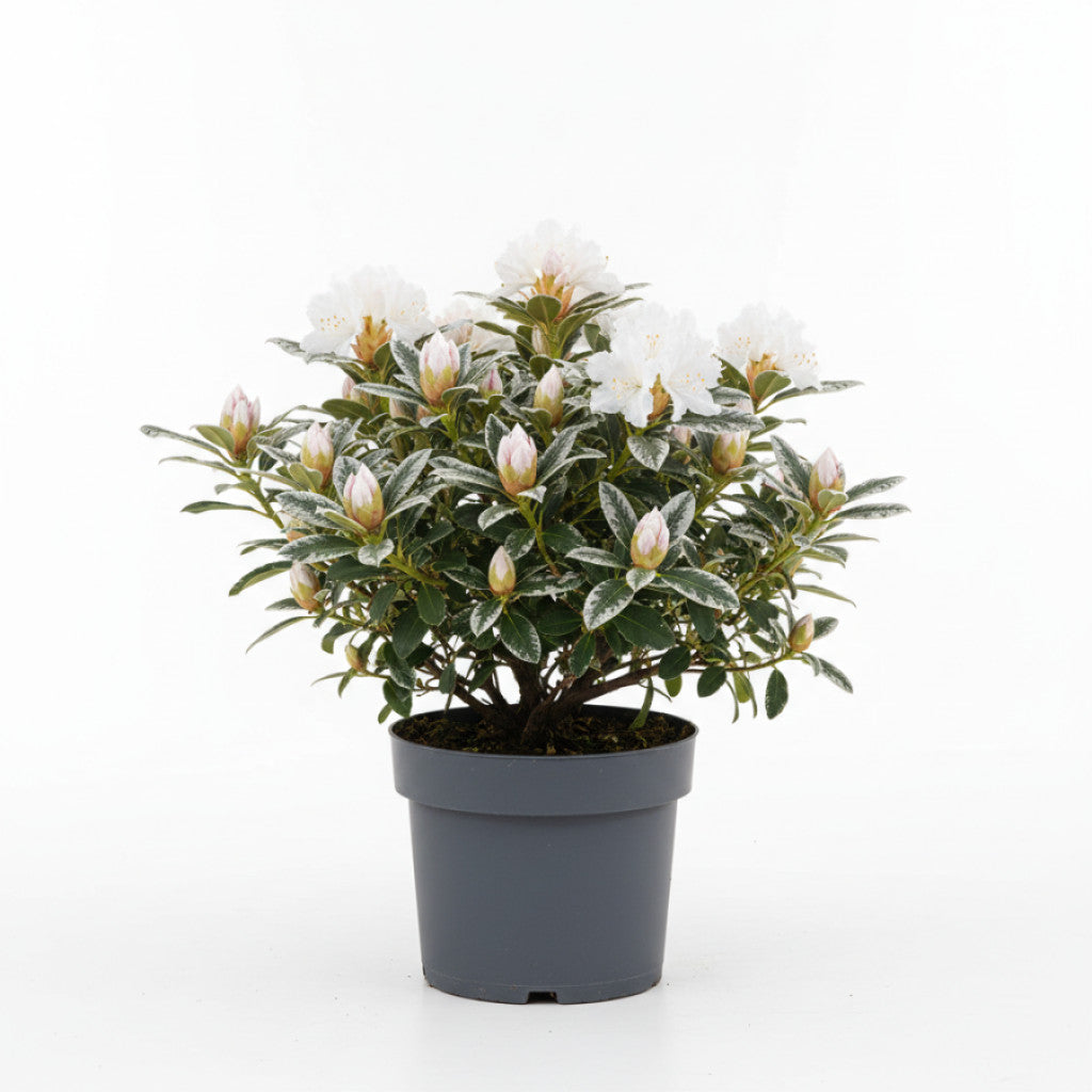 Rhododendron – Rhododendron (Y); &