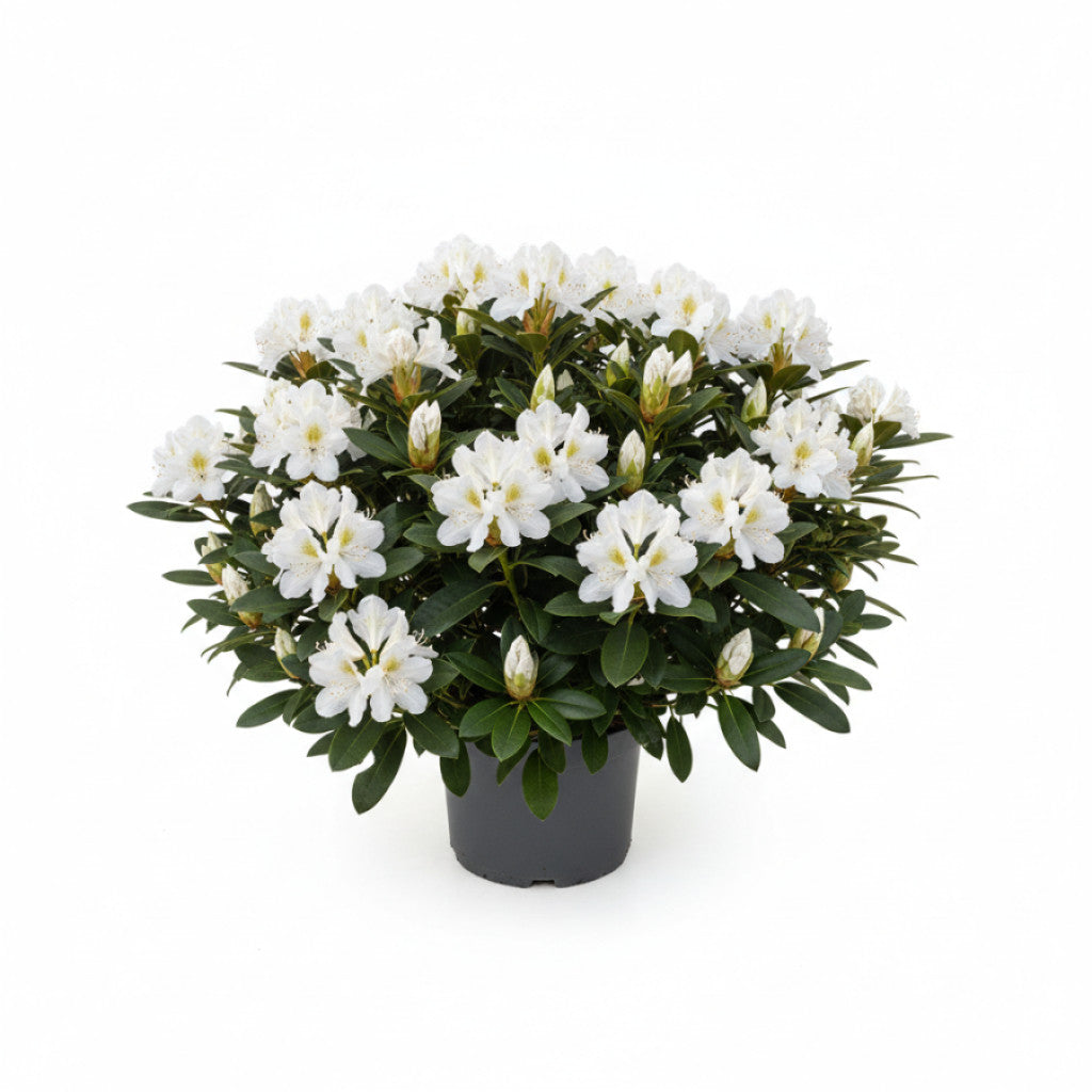 Rhododendron – Rhododendron (Y); &