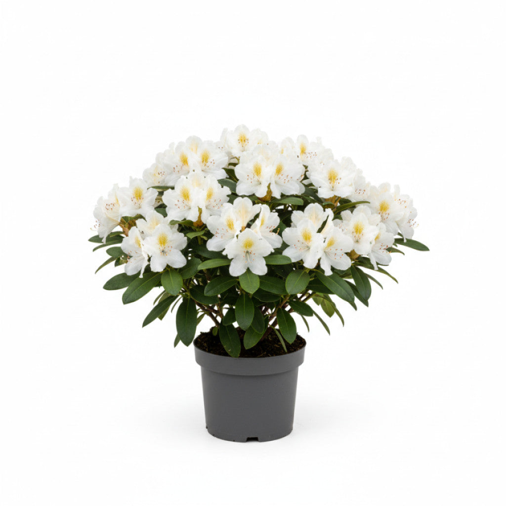 Rhododendron – Rhododendron (Y); &