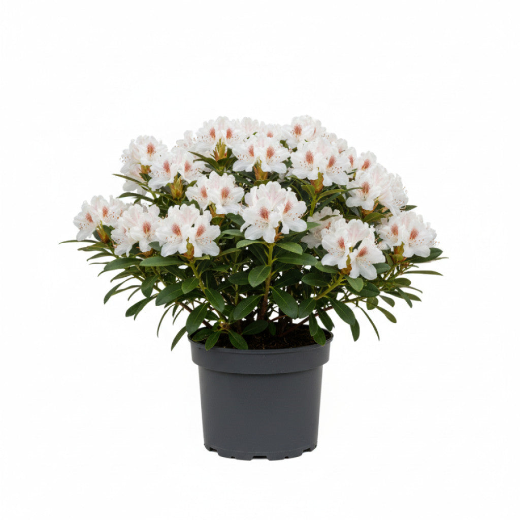 Rhododendron – Rhododendron (Y); &