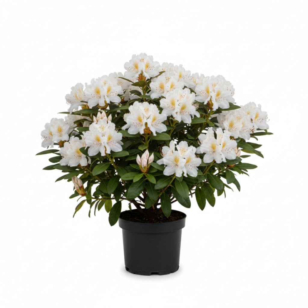 Rhododendron – Rhododendron (Y); &
