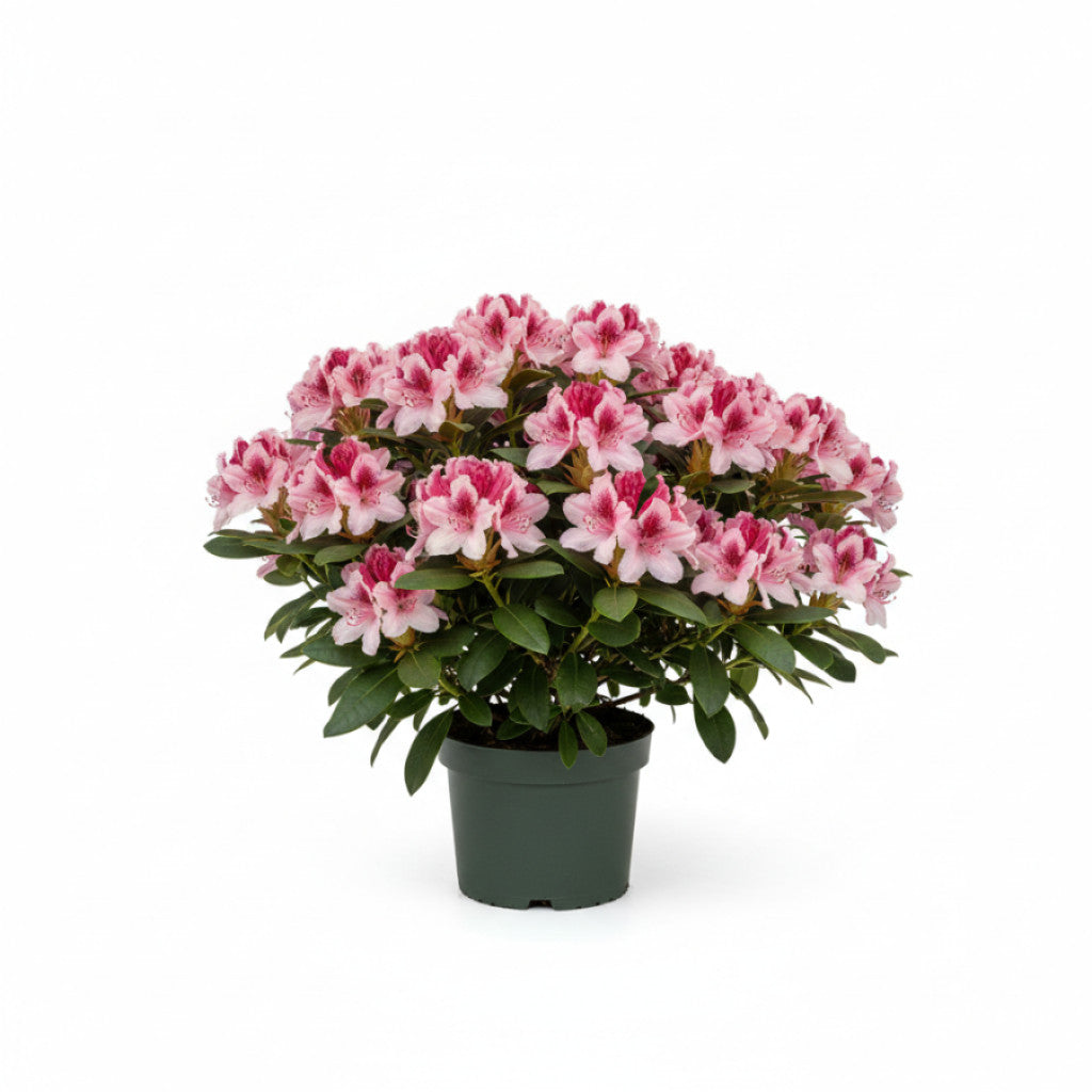 Rhododendron – Rhododendron (AV); &
