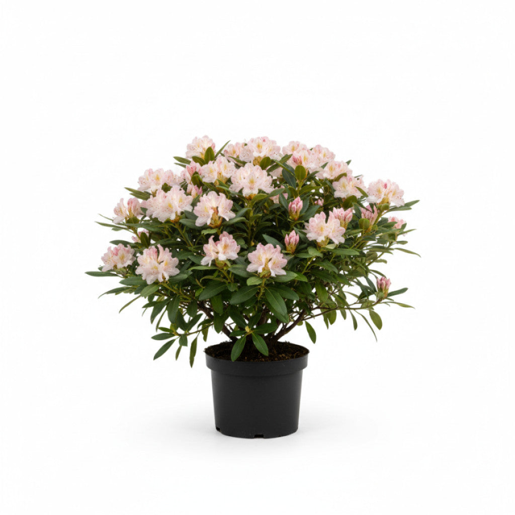 Rhododendron – Rhododendron (AV); &