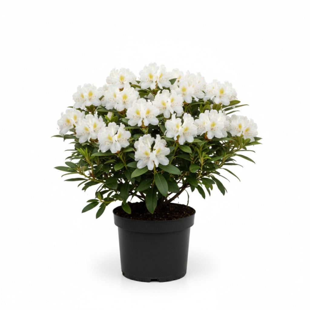 Rhododendron – Rhododendron (AV); &