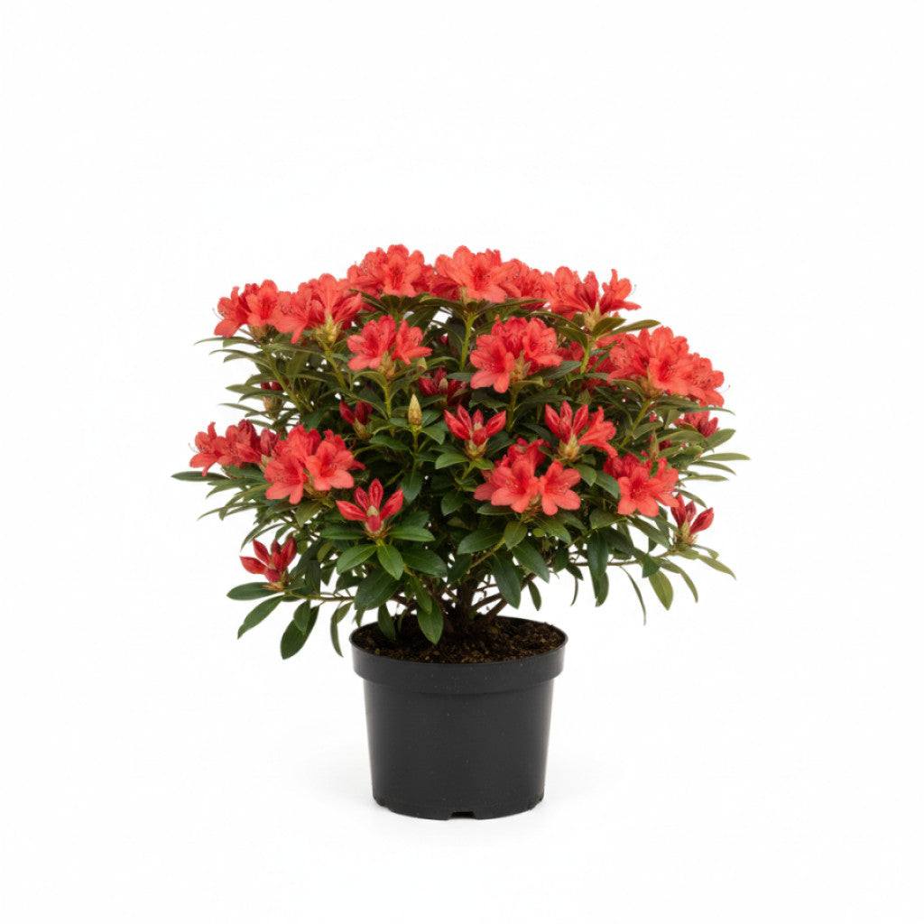 Rhododendron – Rhododendron (AJ); &