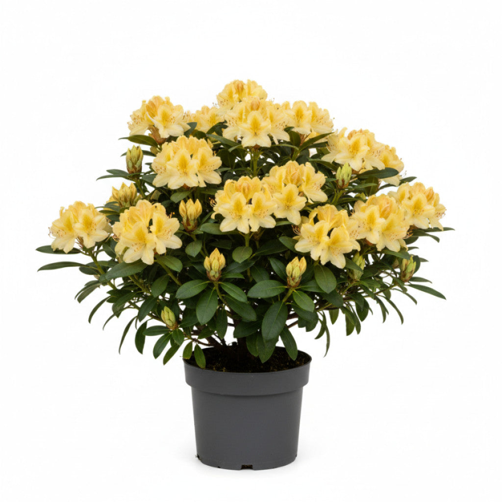 Rhododendron – Rhododendron (Y); &