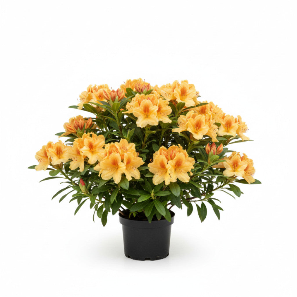 Rhododendron – Rhododendron &