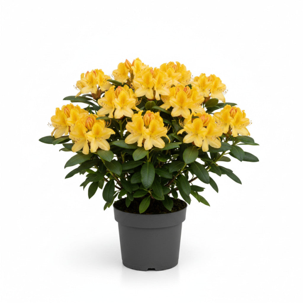 Rhododendron – Rhododendron (AZ); &