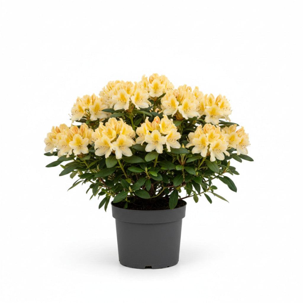Rhododendron – Rhododendron (AZ); &