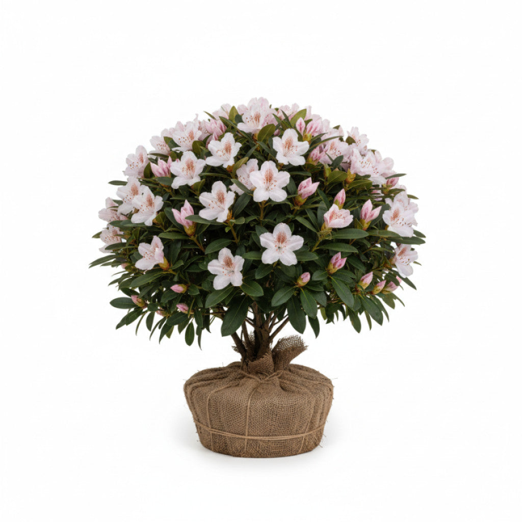 Rhododendron – Rhododendron &
