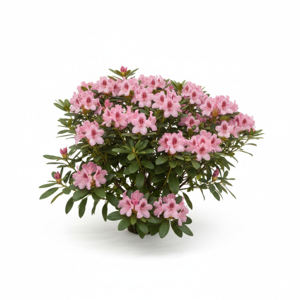 Rhododendron – Rhododendron (AJ); &