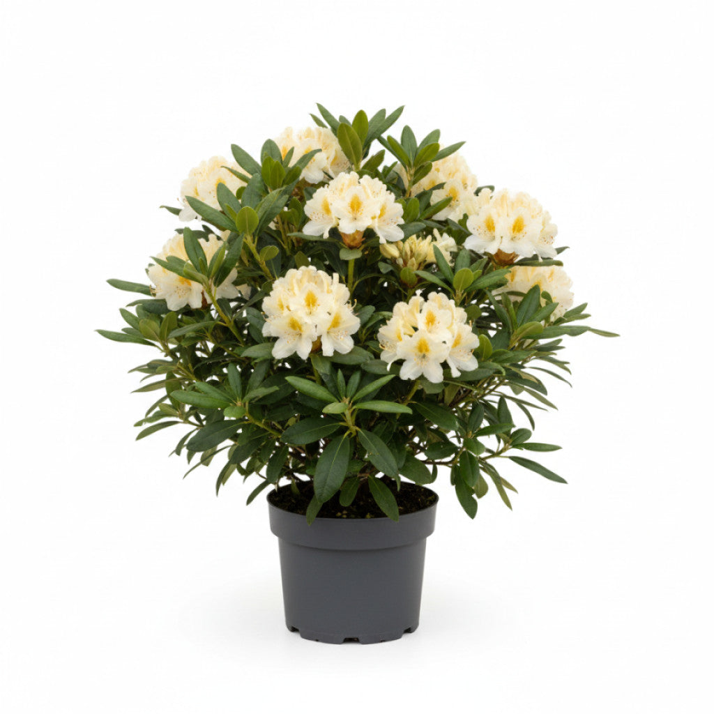 Rhododendron – Rhododendron taliense &