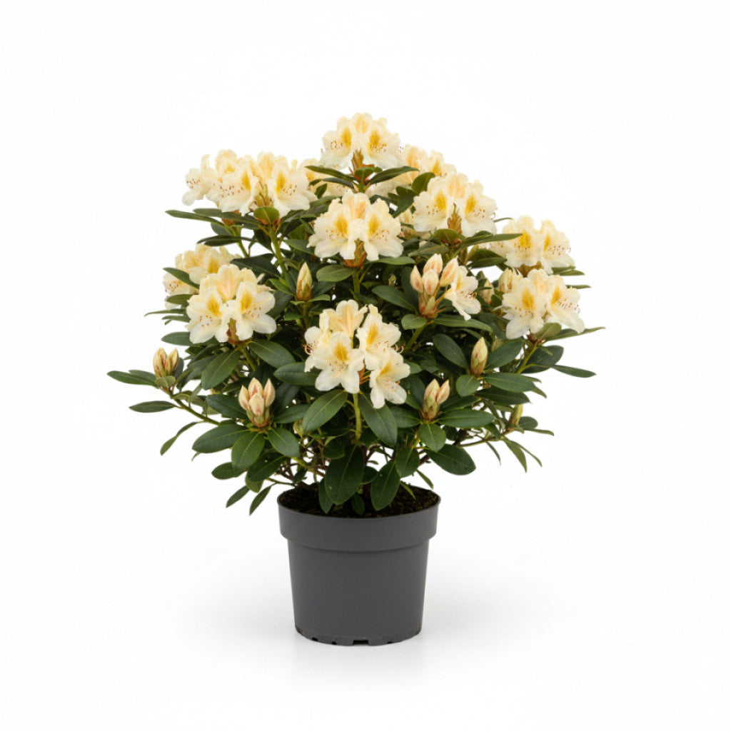 Rhododendron – Rhododendron taliense &
