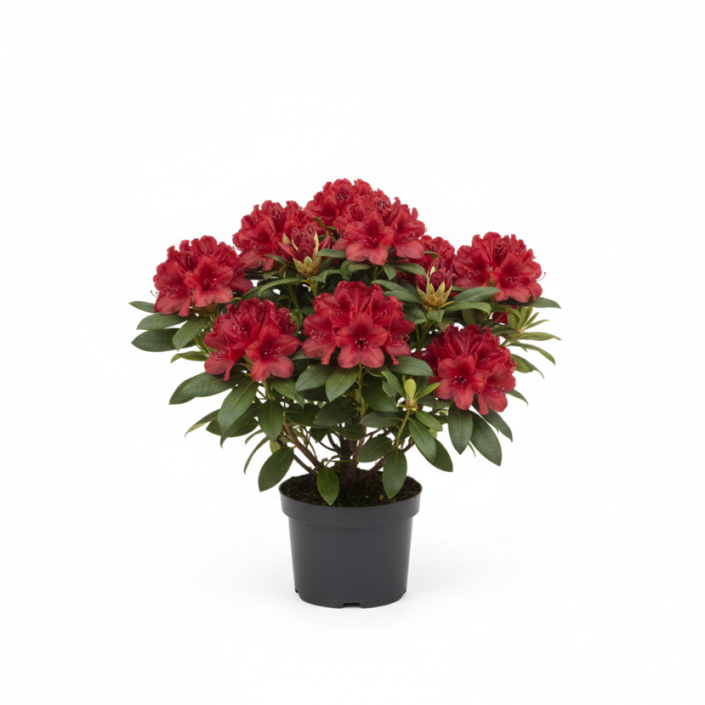Rhododendron – Rhododendron (AJ); &