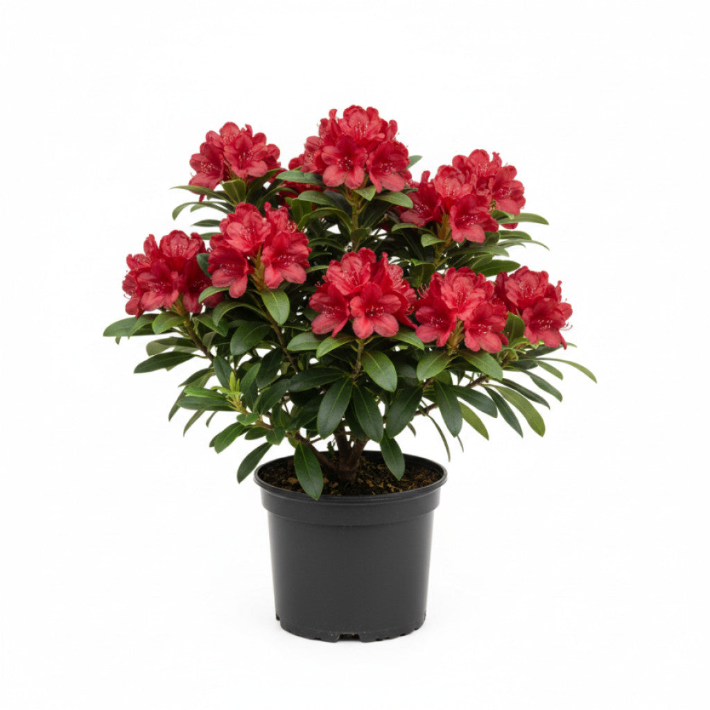 Rhododendron – Rhododendron (AJ); &