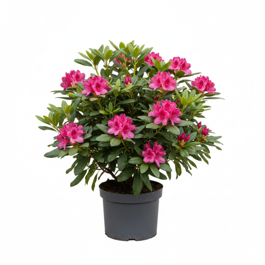 Rhododendron – Rhododendron (W); &