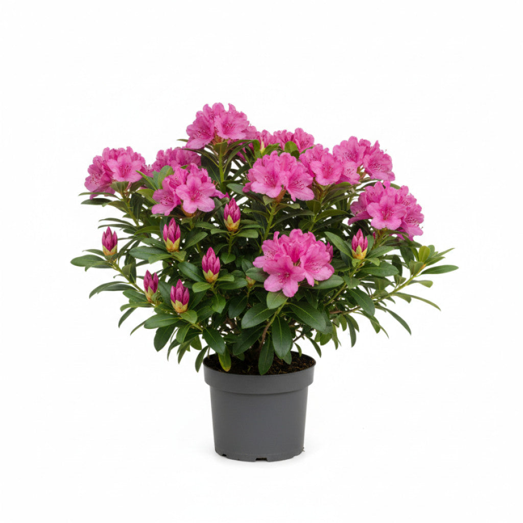Rhododendron – Rhododendron (W); &