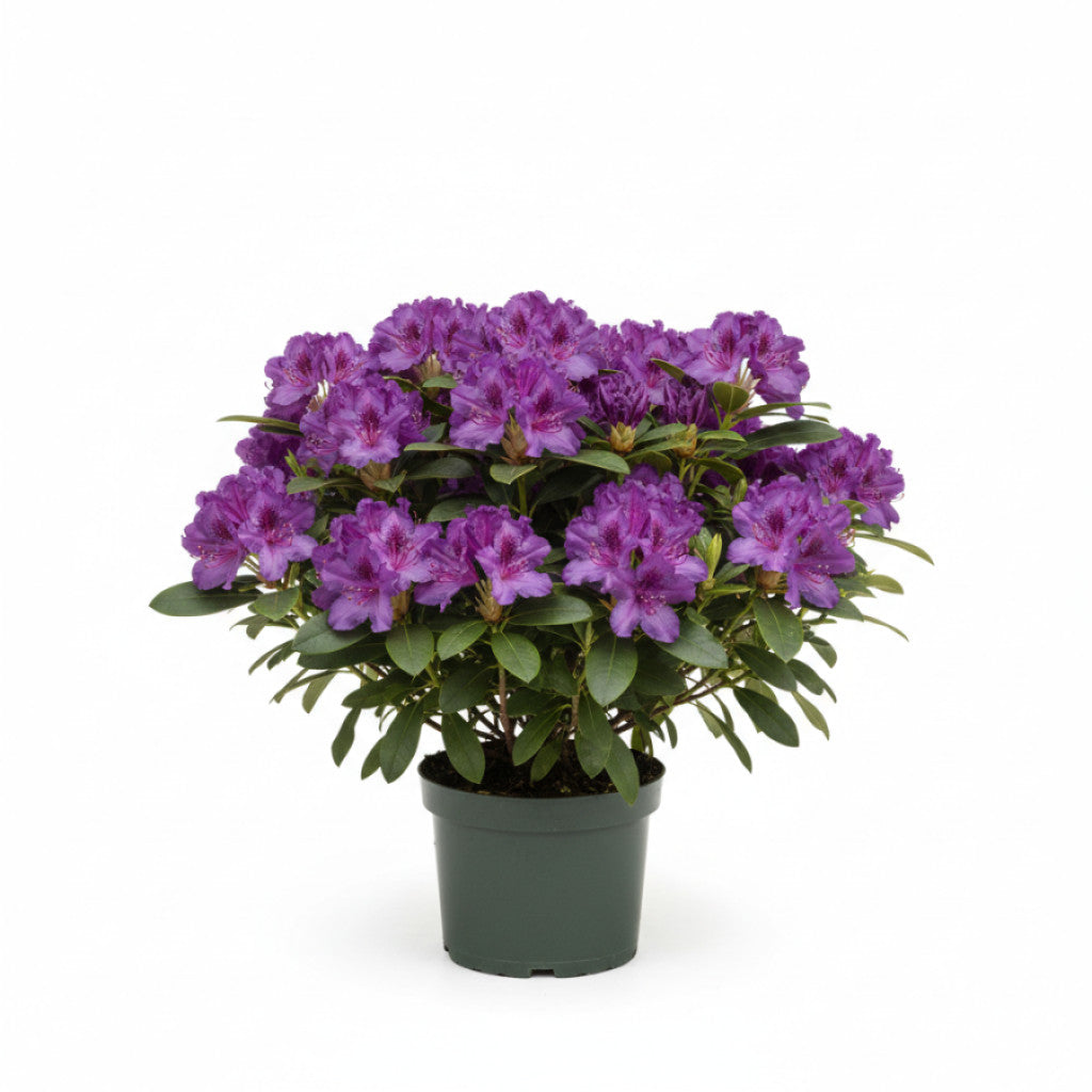 Rhododendron – Rhododendron (AJ); &