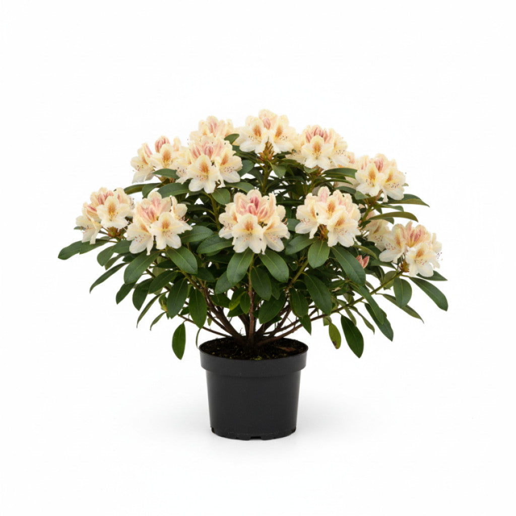 Rhododendron – Rhododendron &