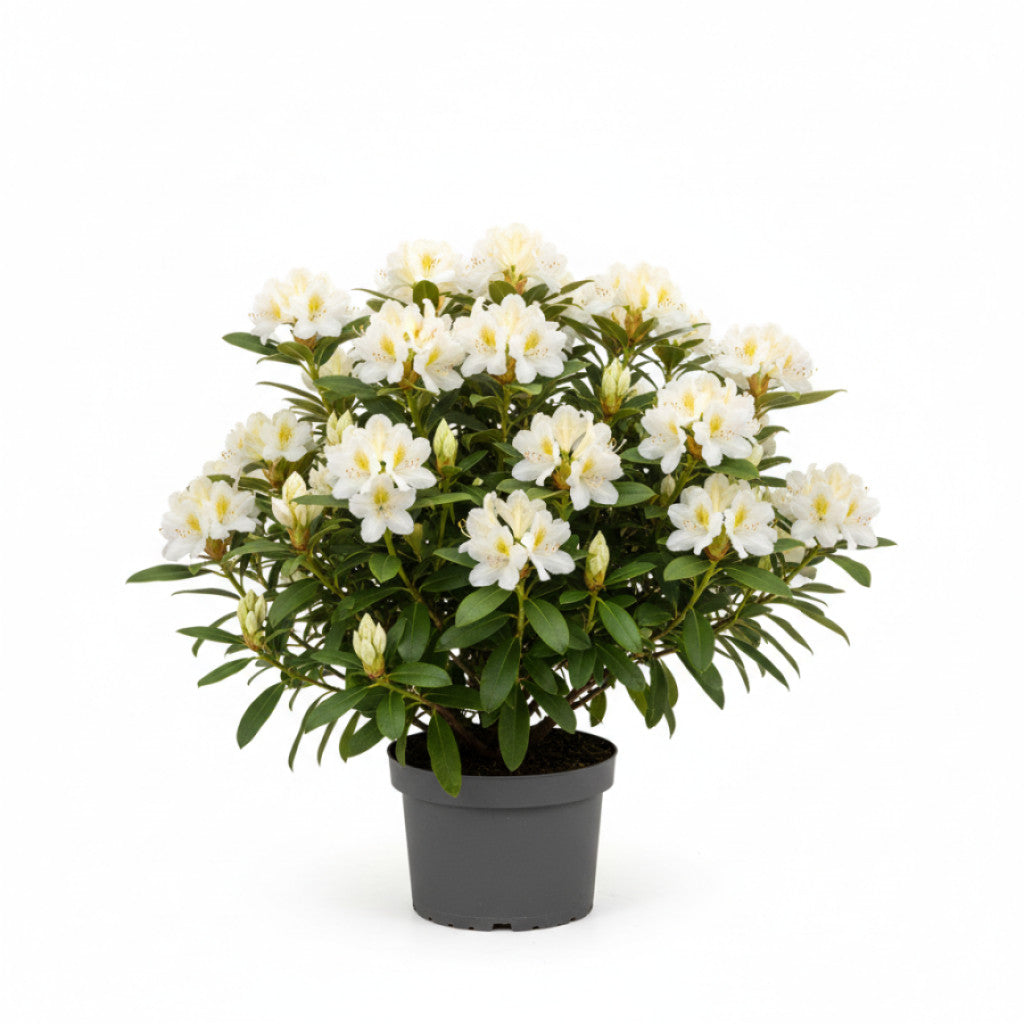 Rhododendron – Rhododendron &