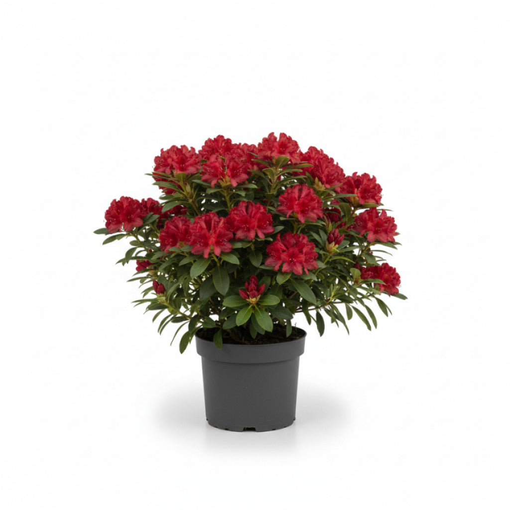 Rhododendron – Rhododendron &