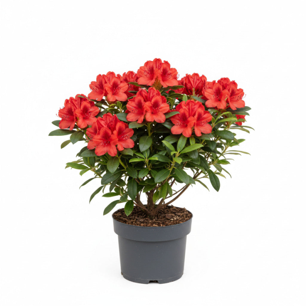 Rhododendron – Rhododendron &