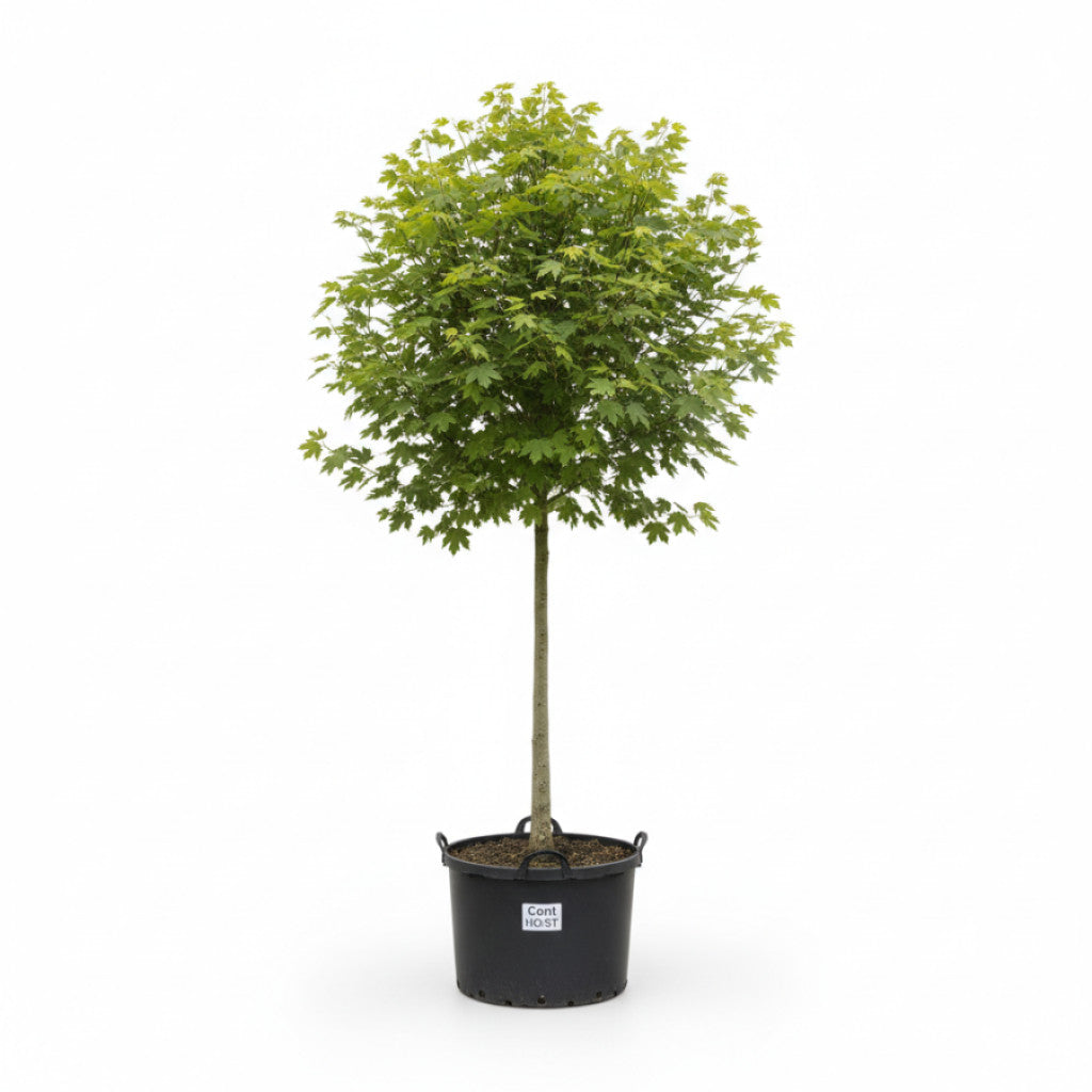 Fältlönn – Acer campestre &