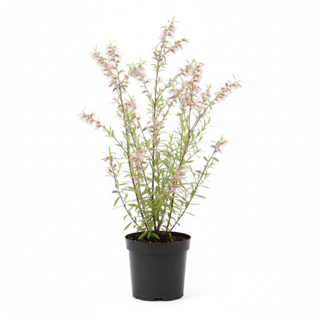 Vide – Salix gracilistyla &