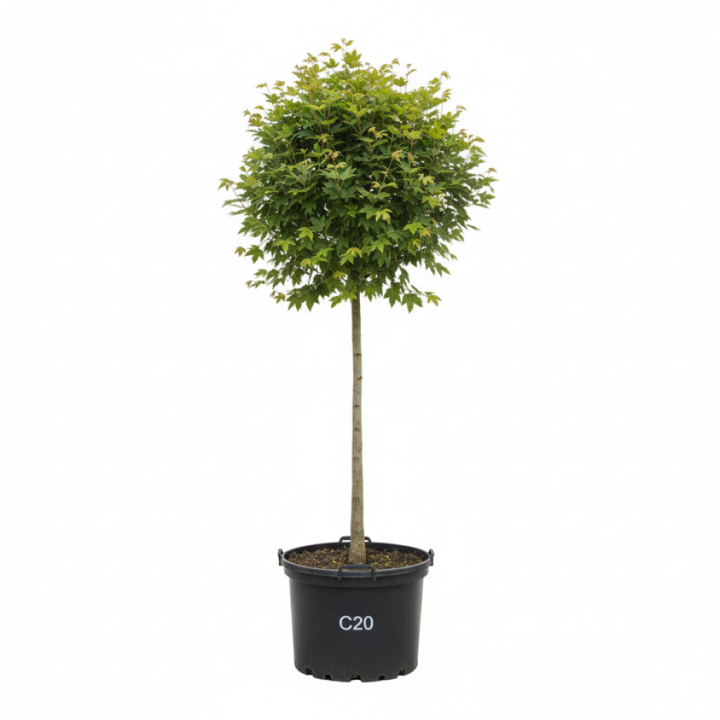 Fältlönn – Acer campestre &