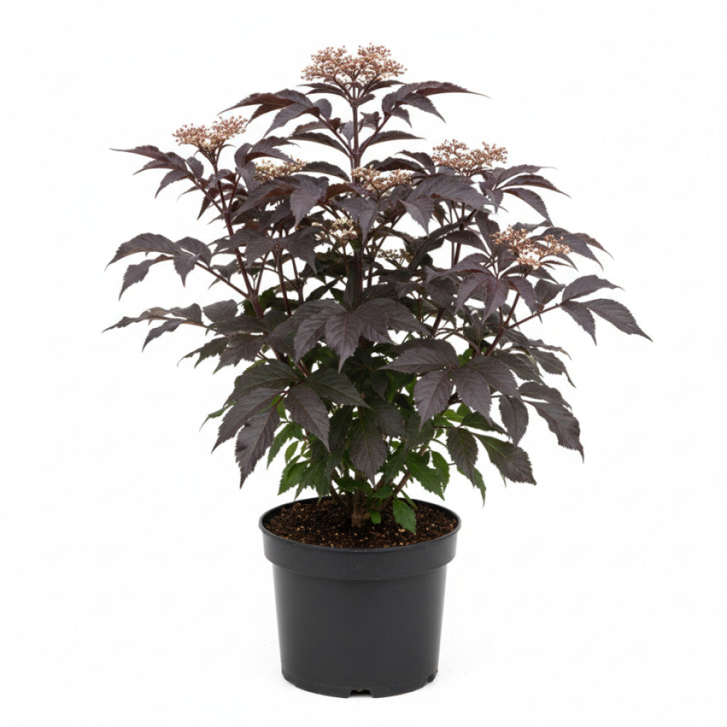 Fläder – Sambucus nigra &