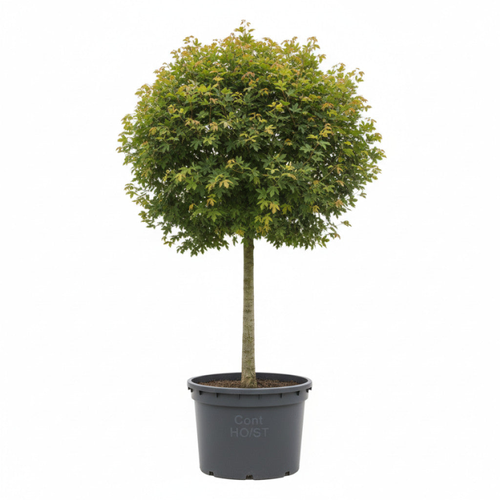 Fältlönn – Acer campestre &