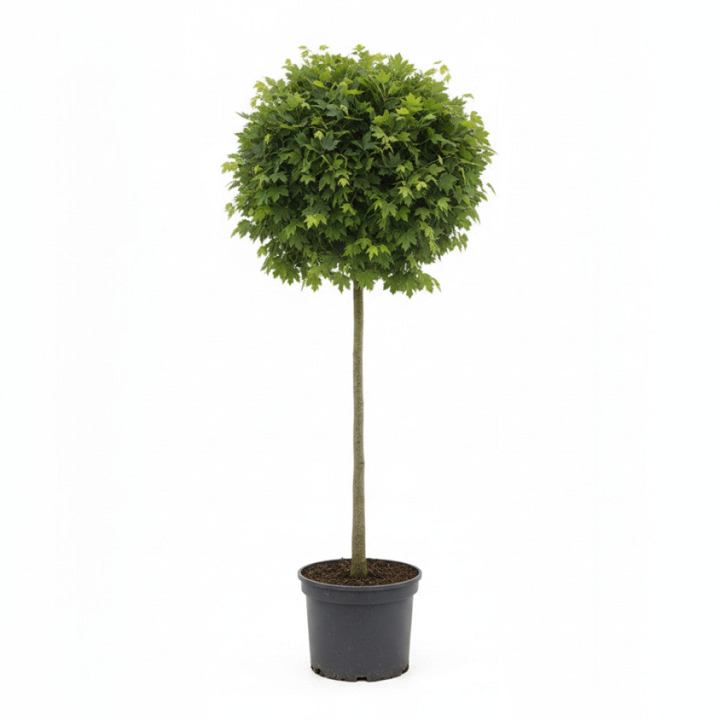 Fältlönn – Acer campestre &