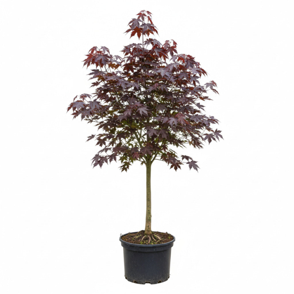 Rödbladig lönn – Acer pseud. &