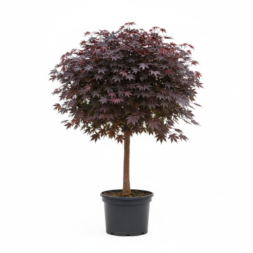 Rödbladig lönn – Acer pseud. &