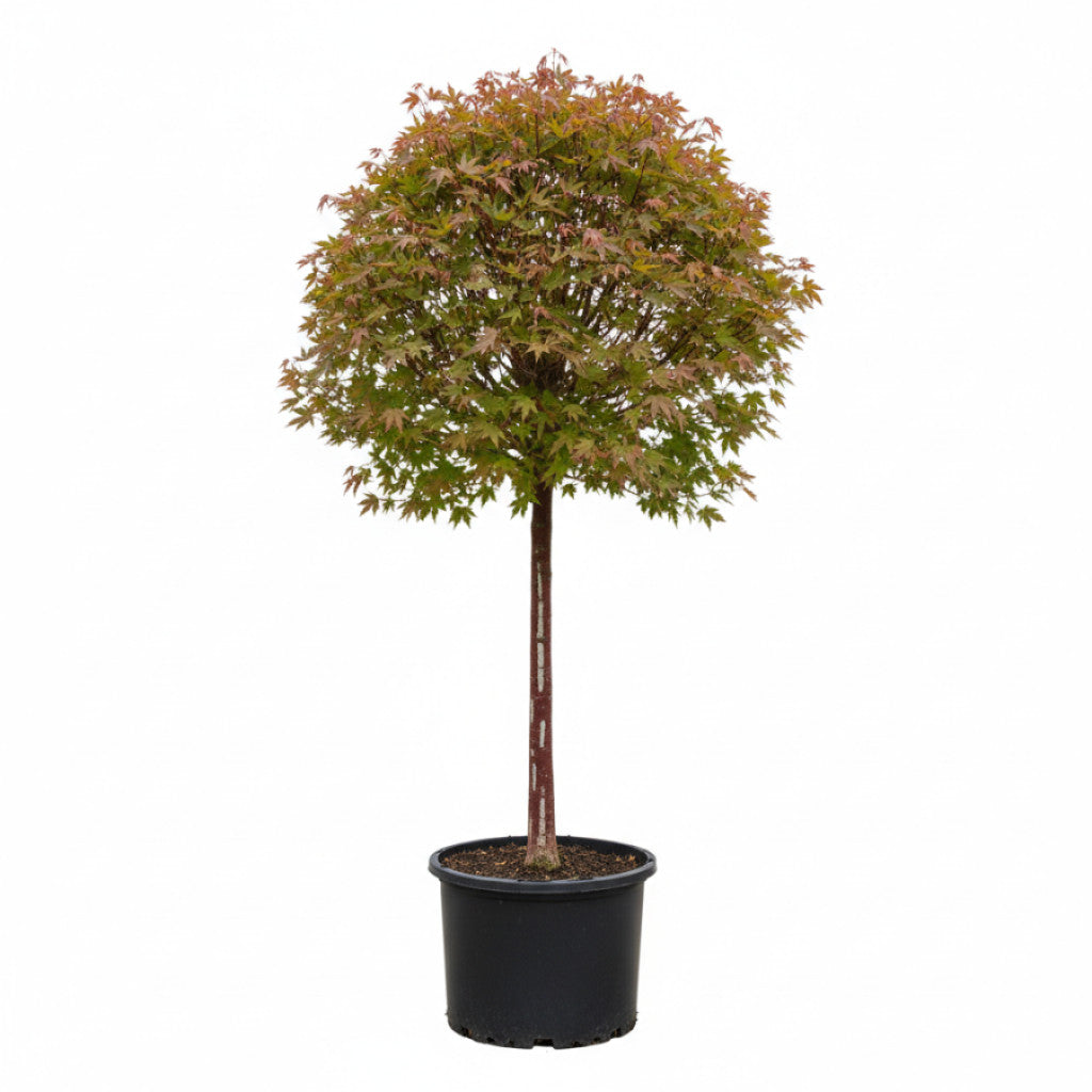 Rödgrenad lönn – Acer capillipes - C20 6/8  150 CM Stem