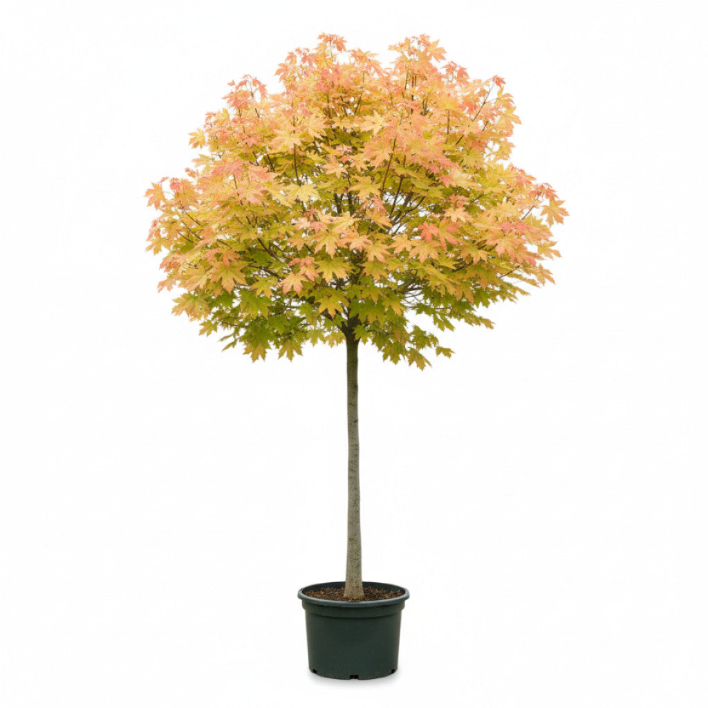Lönn – Acer pseud. &