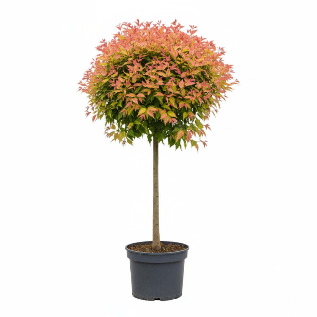 Lönn – Acer pseud. &