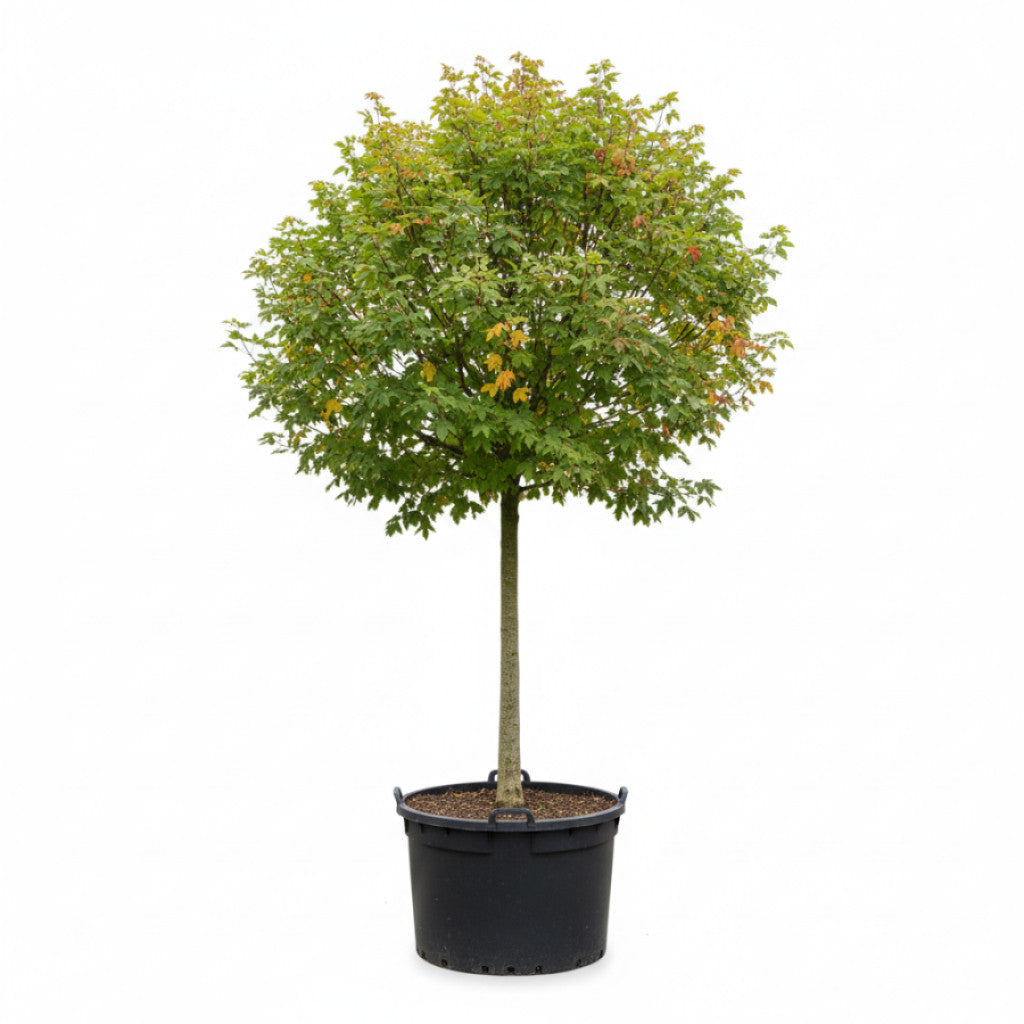 Lönn – Acer pseud. &