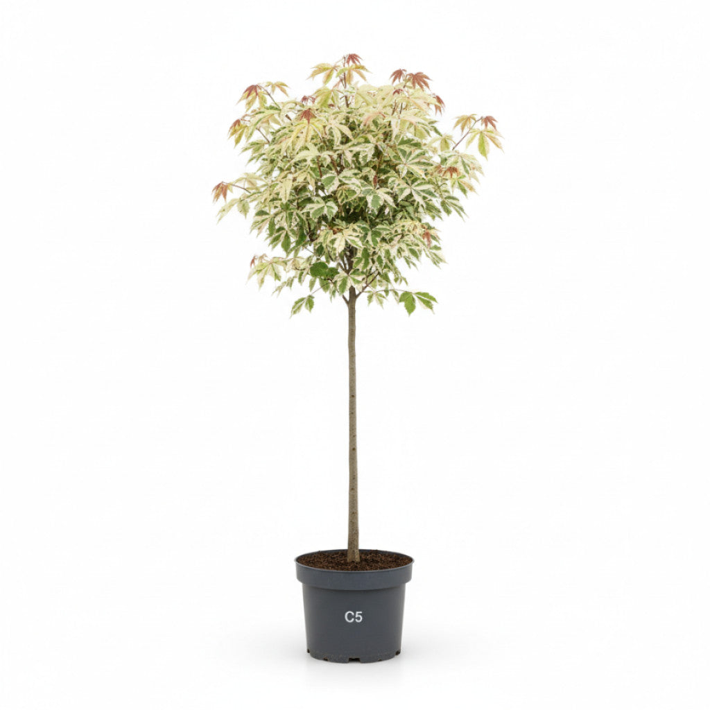 Lönn – Acer pseud. &