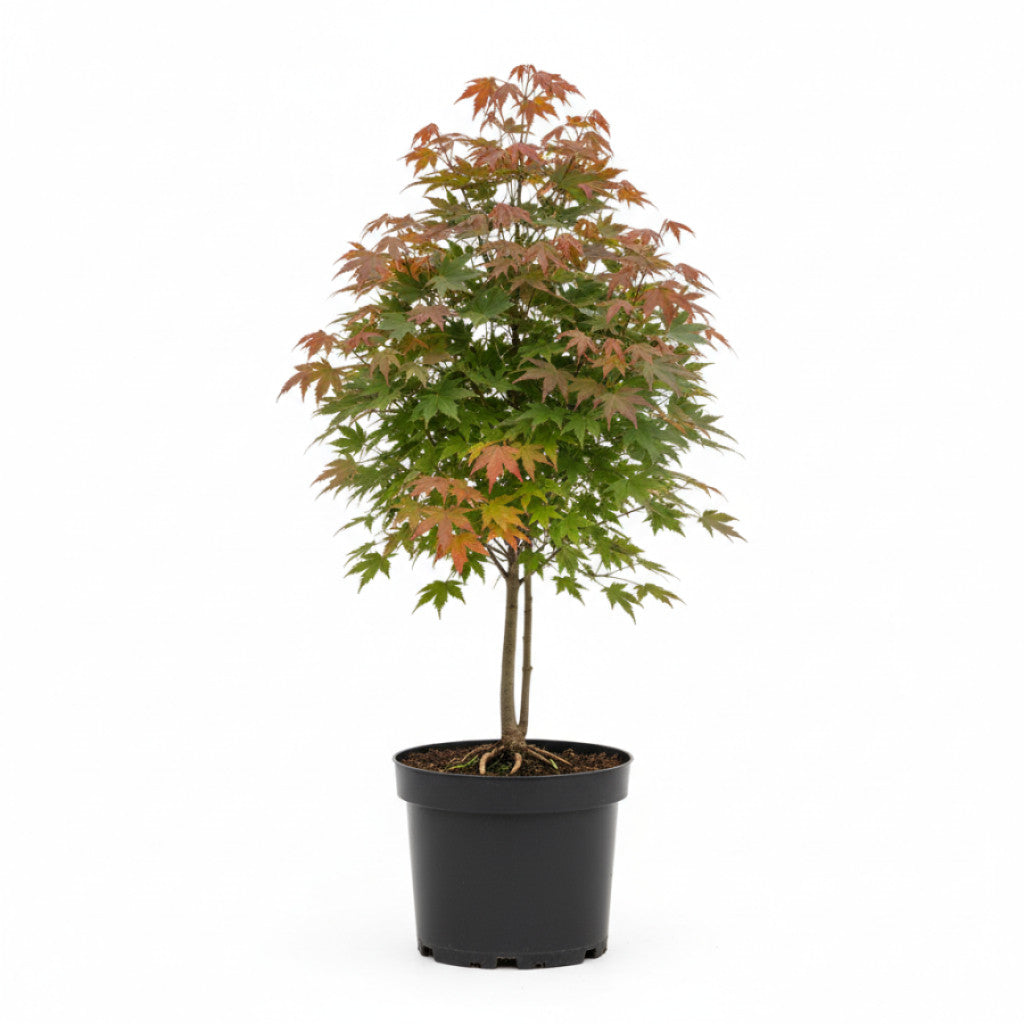Rödlönn – Acer rubrum - 8/10 in Cont HO/ST