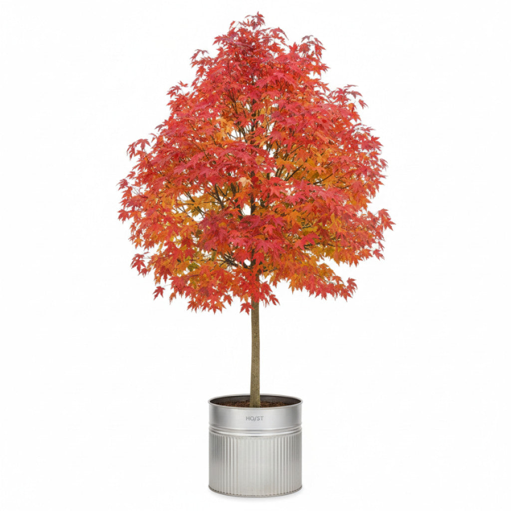 Rödlönn – Acer rubrum &